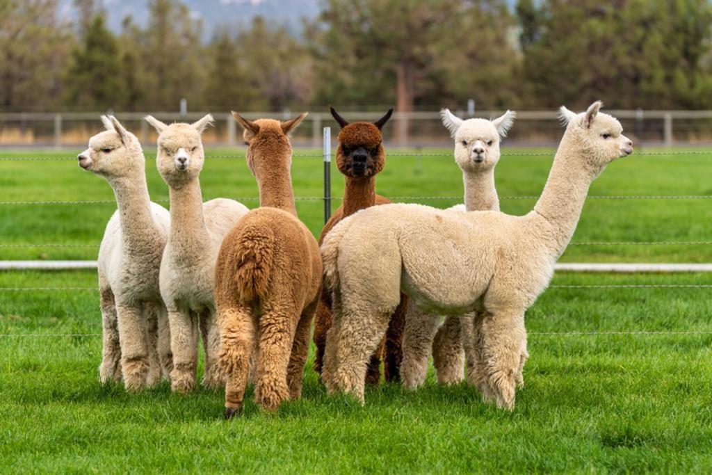 Alpaca Farm And B&B - Mama Adama Grândola Εξωτερικό φωτογραφία